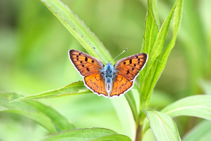 Lycaena dispar e altri licenidi.